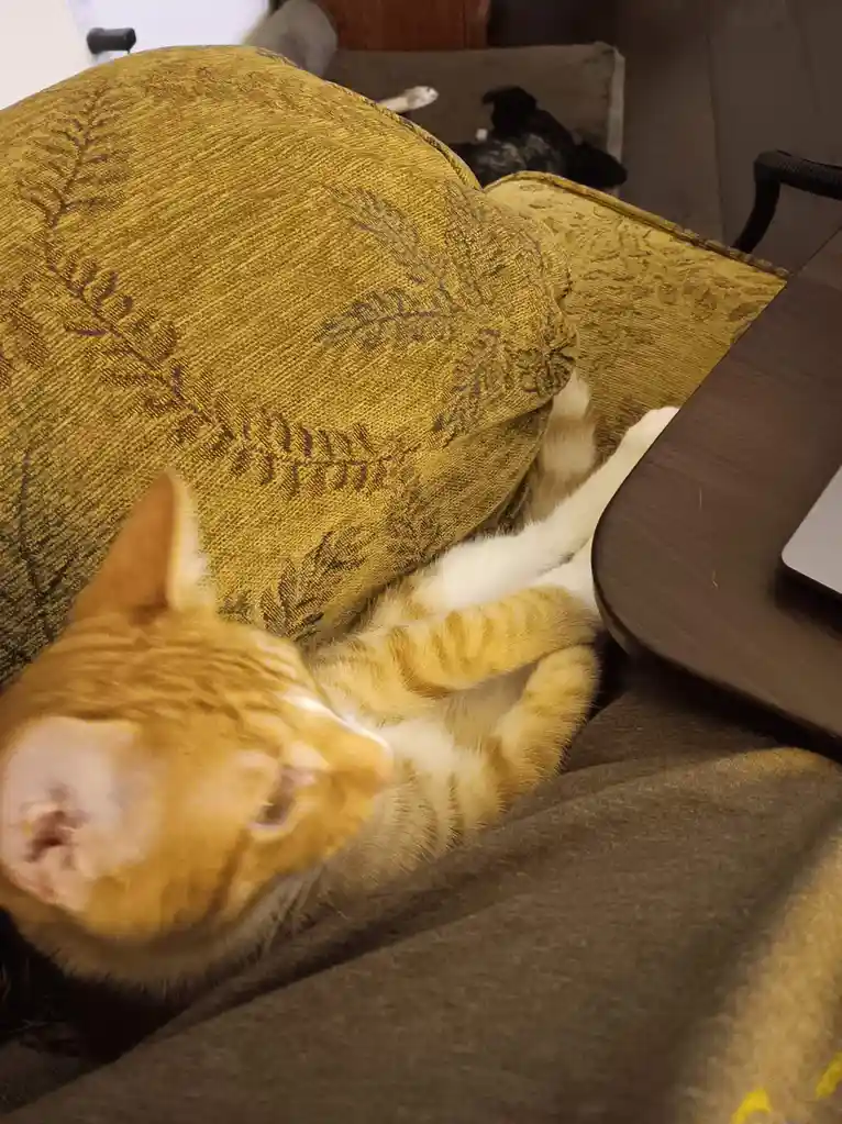 An orange and white tabby cat is curled up and sleeping on a brown couch, partially tucked under a large yellow-green…