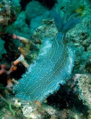 A translucent blue sea slug with yellow lines and a feathery blue appendage rests on a coral reef. Overlaid text reads 'i'm…
