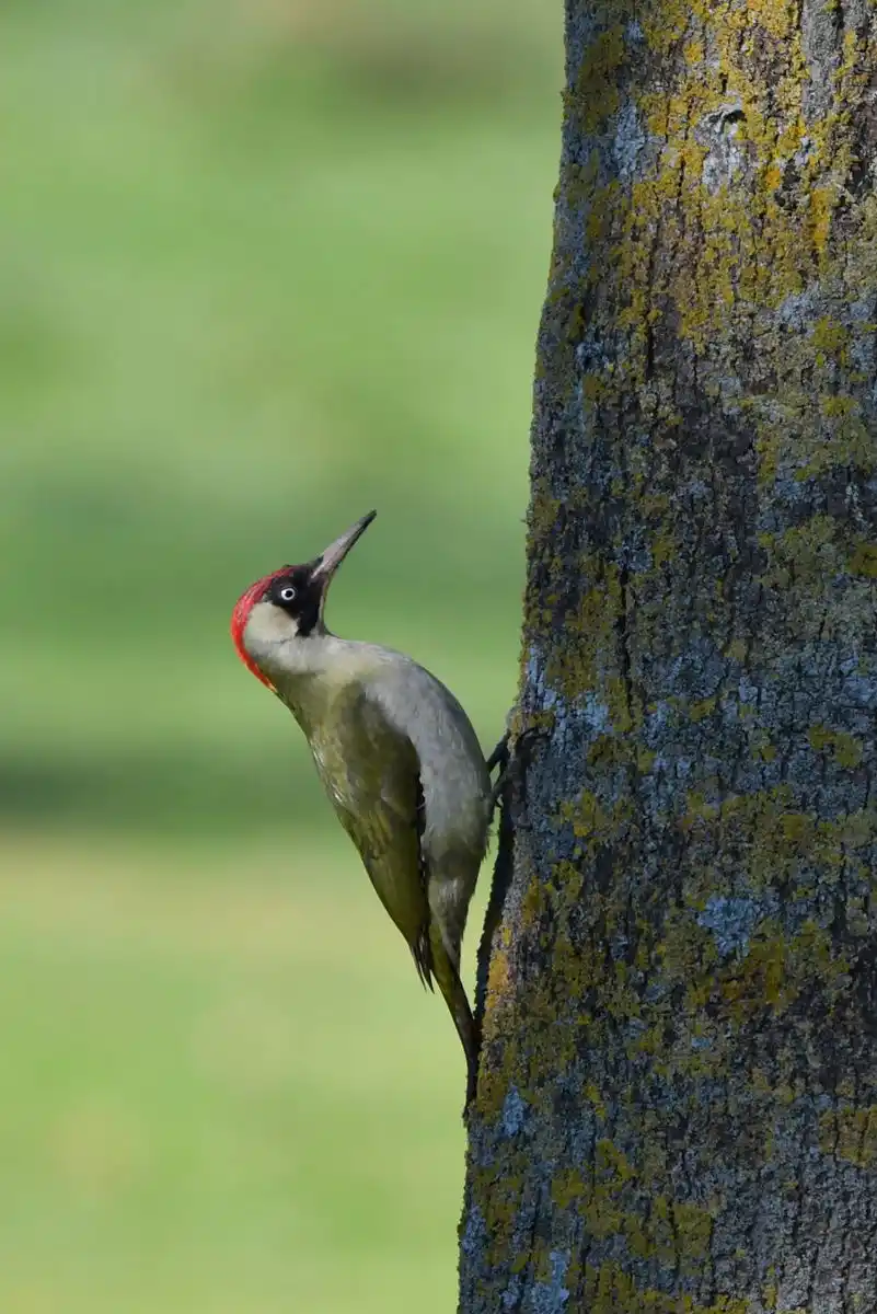 A green woodpecker with a red crown is clinging vertically to a mossy tree trunk, looking upward. The overlaid text reads…