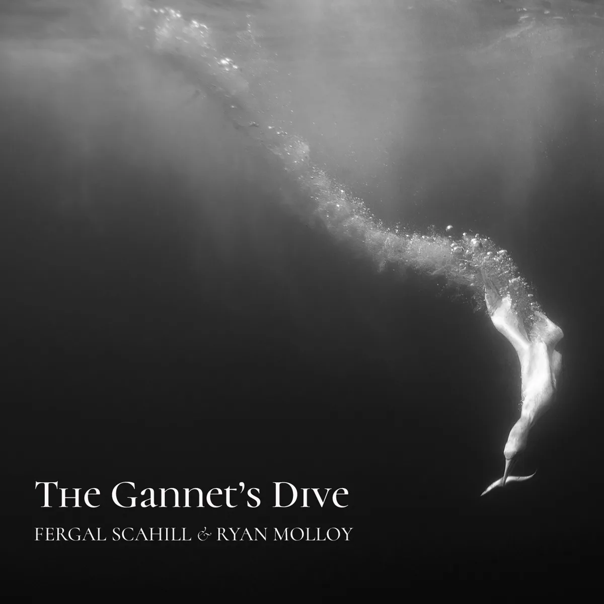 A black and white underwater photograph shows a gannet diving headfirst into the ocean, leaving a trail of bubbles behind…