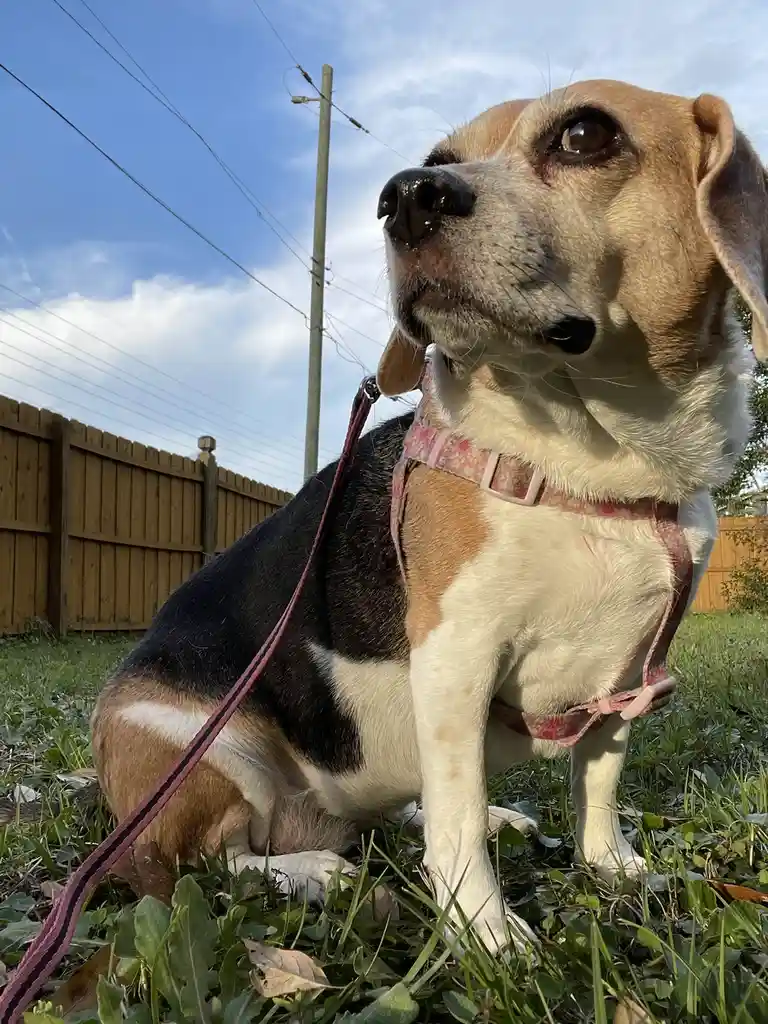 A beagle with brown, black, and white fur sits on grass wearing a pink patterned harness and leash, looking upward with a…