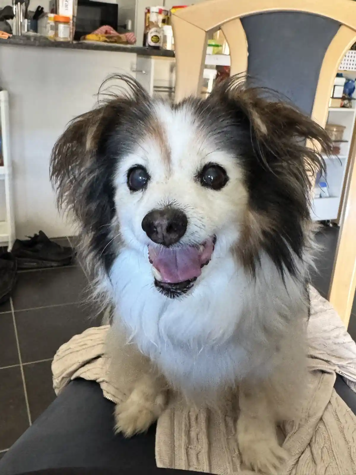 A close-up photo of a fluffy, long-haired dog with white and dark fur, sitting on someone's lap in a kitchen. The dog has…