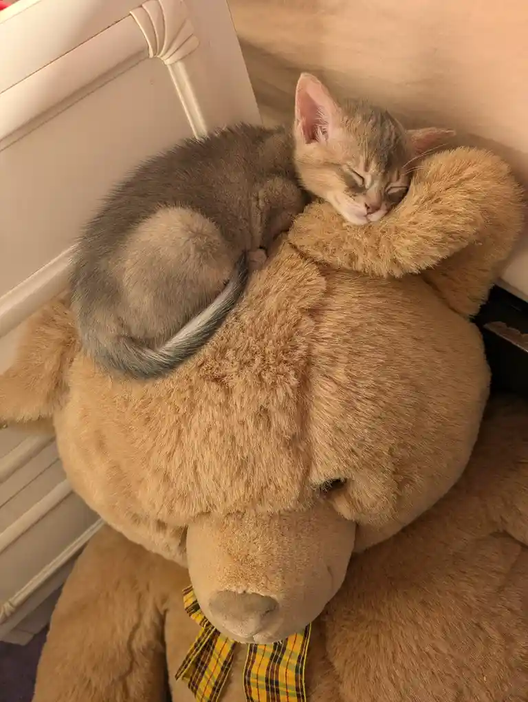 A small, sleeping tabby kitten is curled up and resting its head on the furry shoulder of a large, tan teddy bear wearing a…