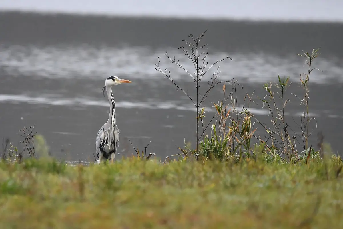 A grey heron stands in shallow water near grassy vegetation, looking alertly to the side. The image has text overlaid that…