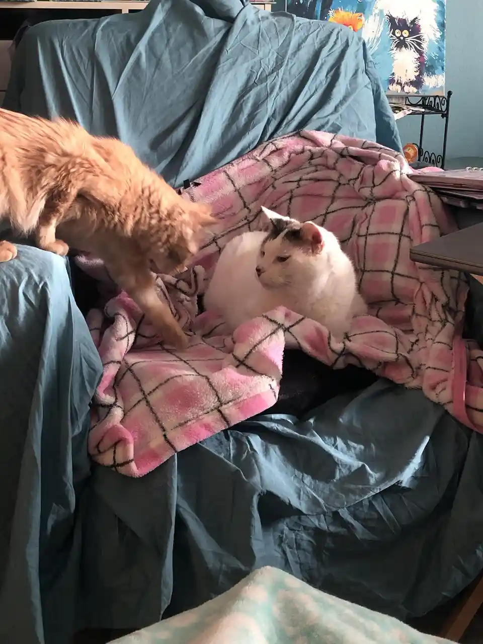 An orange tabby cat is leaning over a white and gray cat resting on a pink and black checkered blanket on a blue-covered…