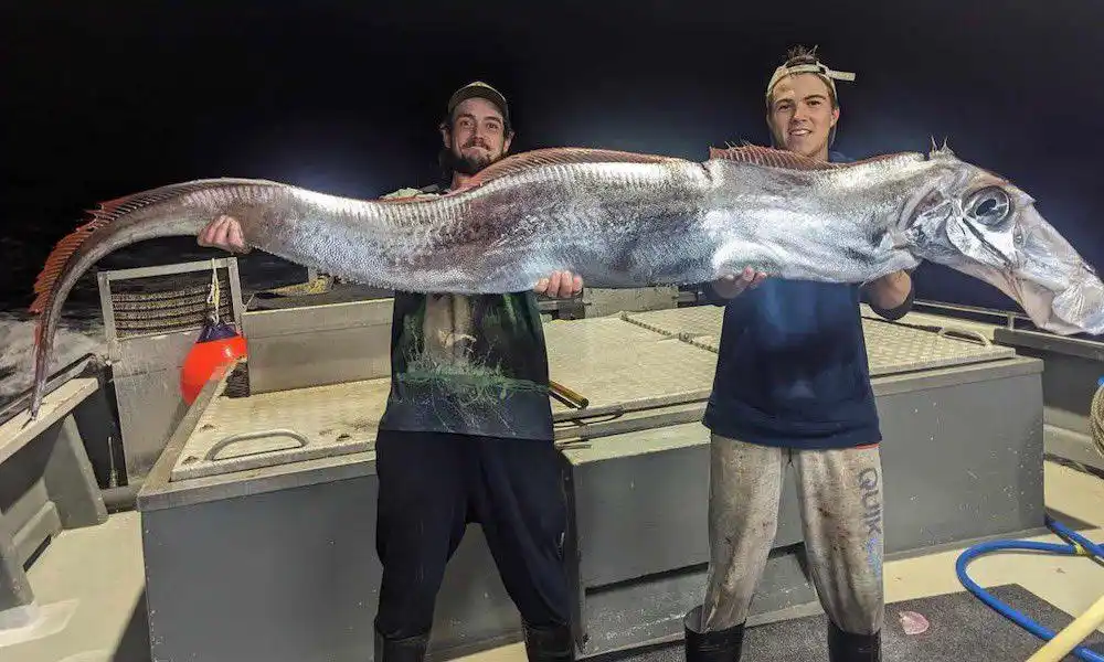 Two men on a boat at night are holding up a very long, slender fish with a horse-like head and large eye. The fish has a…
