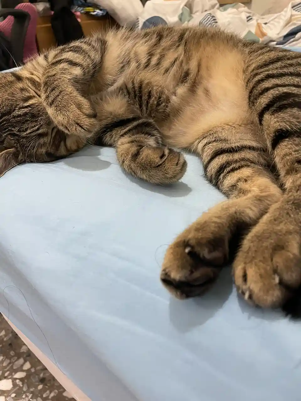 A tabby cat is lying on its back on a light blue bedsheet, exposing its belly and paws, appearing deeply asleep. The…