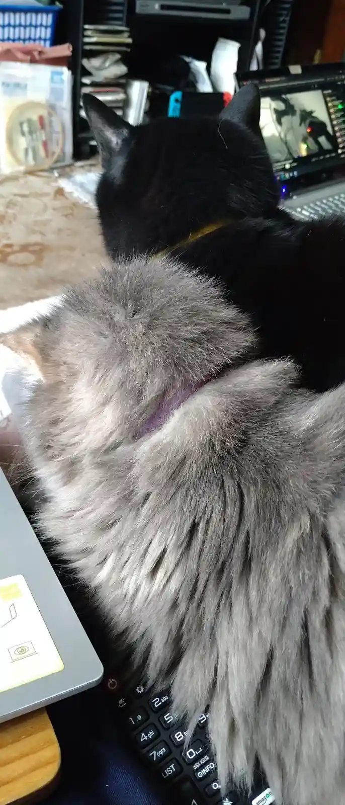 A fluffy gray cat and a black cat are sitting side by side on a desk, both facing away from the camera toward a laptop…