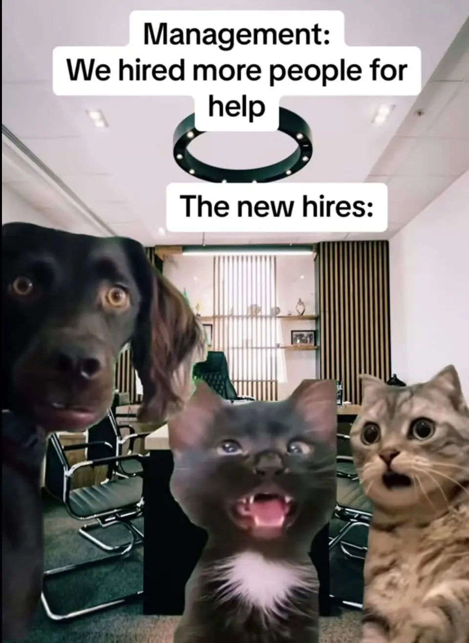 An office scene with three animals— a black dog, a gray cat with an open mouth, and a tabby cat—superimposed over office…