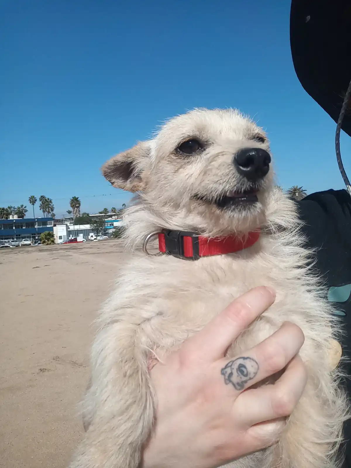 A person holds a fluffy, light-colored dog with a red collar against a bright blue sky and sandy beach background. The dog…
