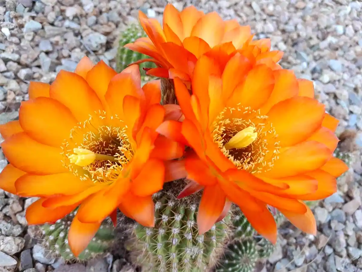 A close-up photo shows two bright orange, fully bloomed flowers on a spiky green cactus, set against a gravelly background…