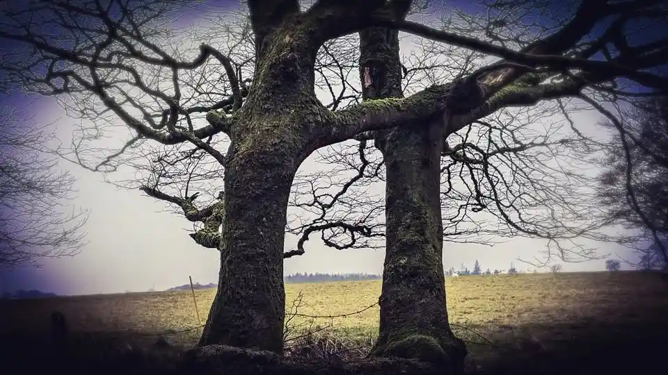 A dark, moody photograph of two large, moss-covered, leafless trees standing side-by-side in a field, their gnarled branches…