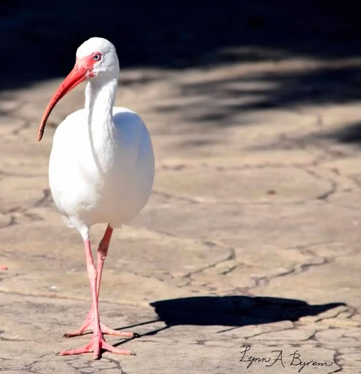 A white ibis with a long, curved red beak and pink legs stands on a sunlit stone path, casting a distinct shadow. The bird…