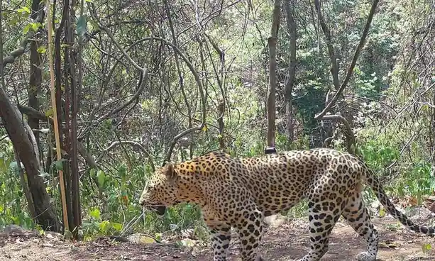The Impressive Muscles of a Leopard