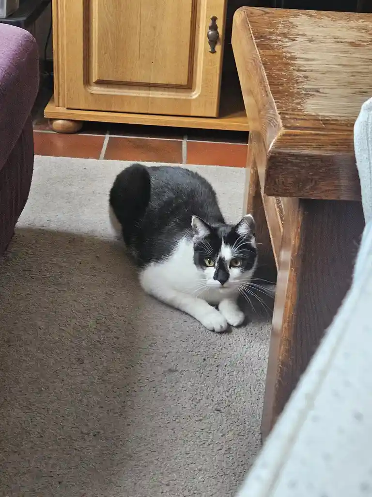 A black and white cat with green eyes is crouched low on a beige carpet, peeking out from behind a wooden table leg. The…