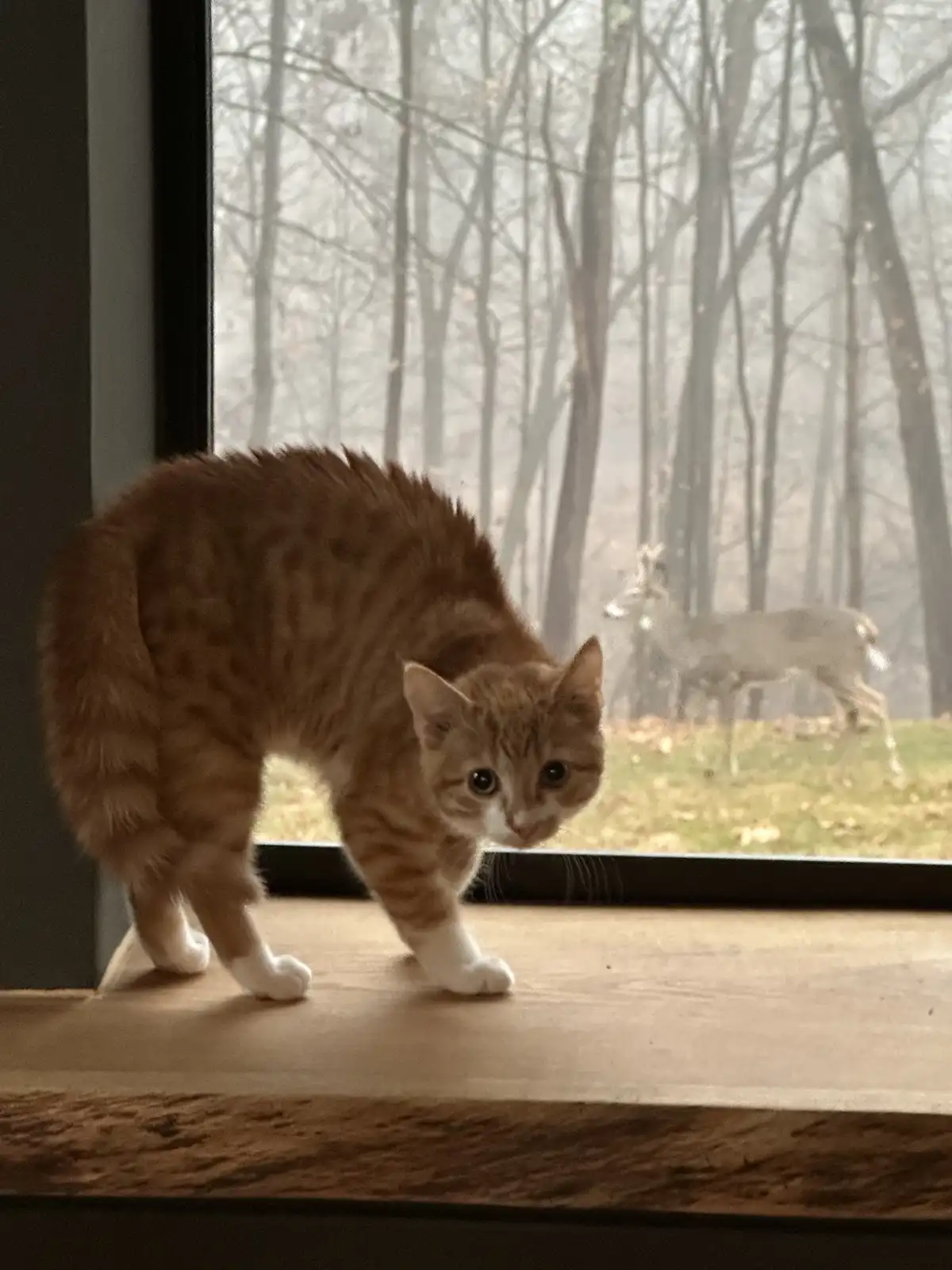 An orange tabby cat with white paws stands on a wooden windowsill, looking intently at the camera, while a deer is visible…