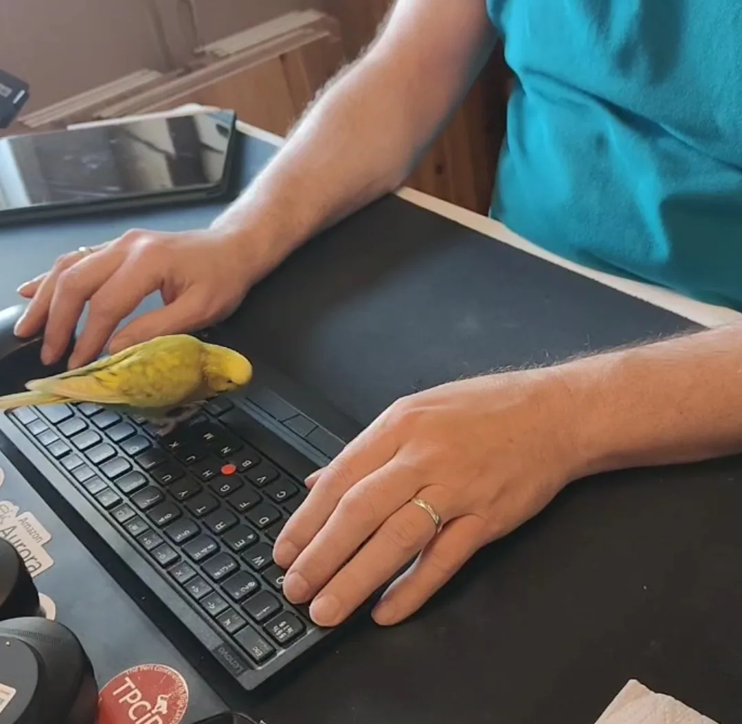 A person wearing a teal shirt is typing on a black laptop keyboard, with a small yellow bird perched directly on the…
