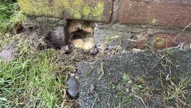 A close-up photo shows a hole in the foundation of a brick wall, surrounded by grass and dirt. The hole reveals a cavity…
