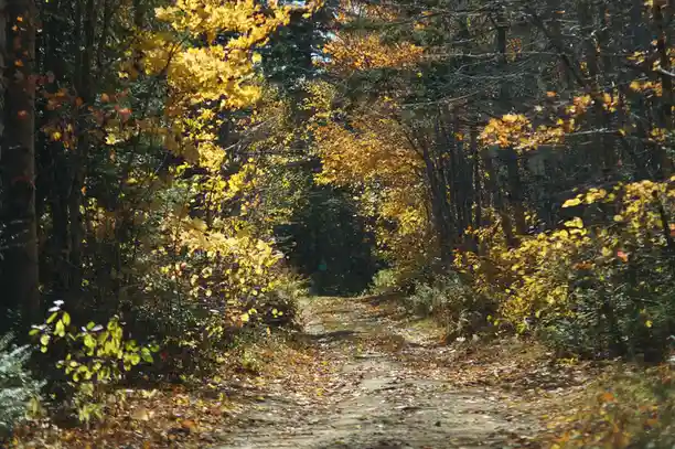 A scenic autumn forest path covered in fallen yellow leaves, flanked by trees with golden foliage, leading into the…