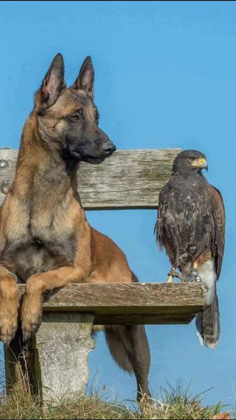 A Belgian Malinois dog and a large bird of prey, likely a hawk or falcon, sit side by side on a weathered wooden bench…