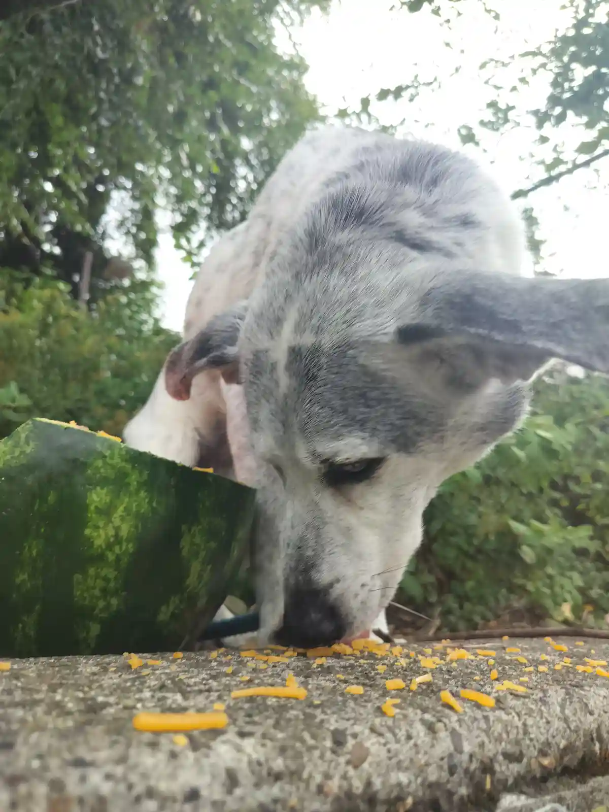 Oswald's Exciting Discovery: A Watermelon Adventure