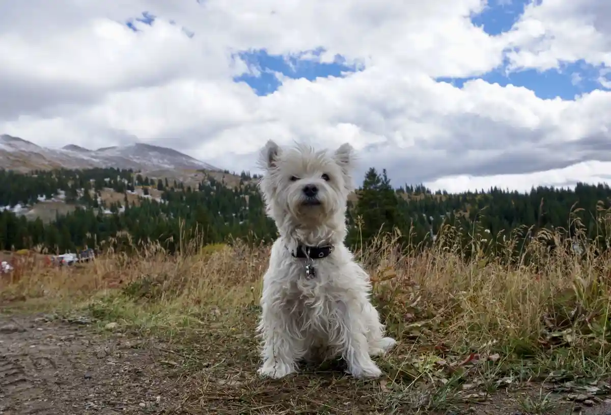 A fluffy white dog sits in a grassy field with mountains and trees in the background under a cloudy sky. The dog wears a…