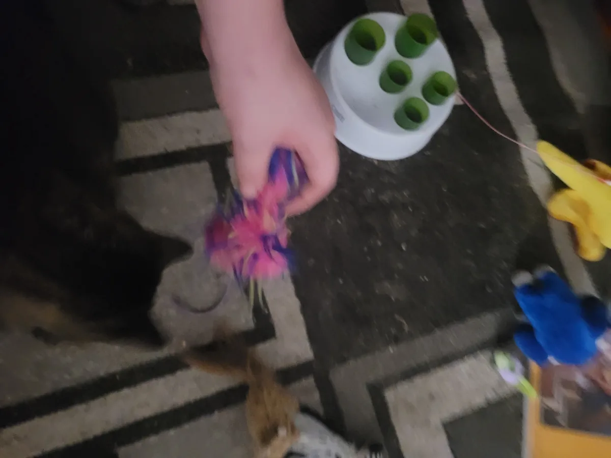 A blurry photo shows a person's hand holding a colorful feather toy near a dark-furred cat on a patterned rug. Other cat…