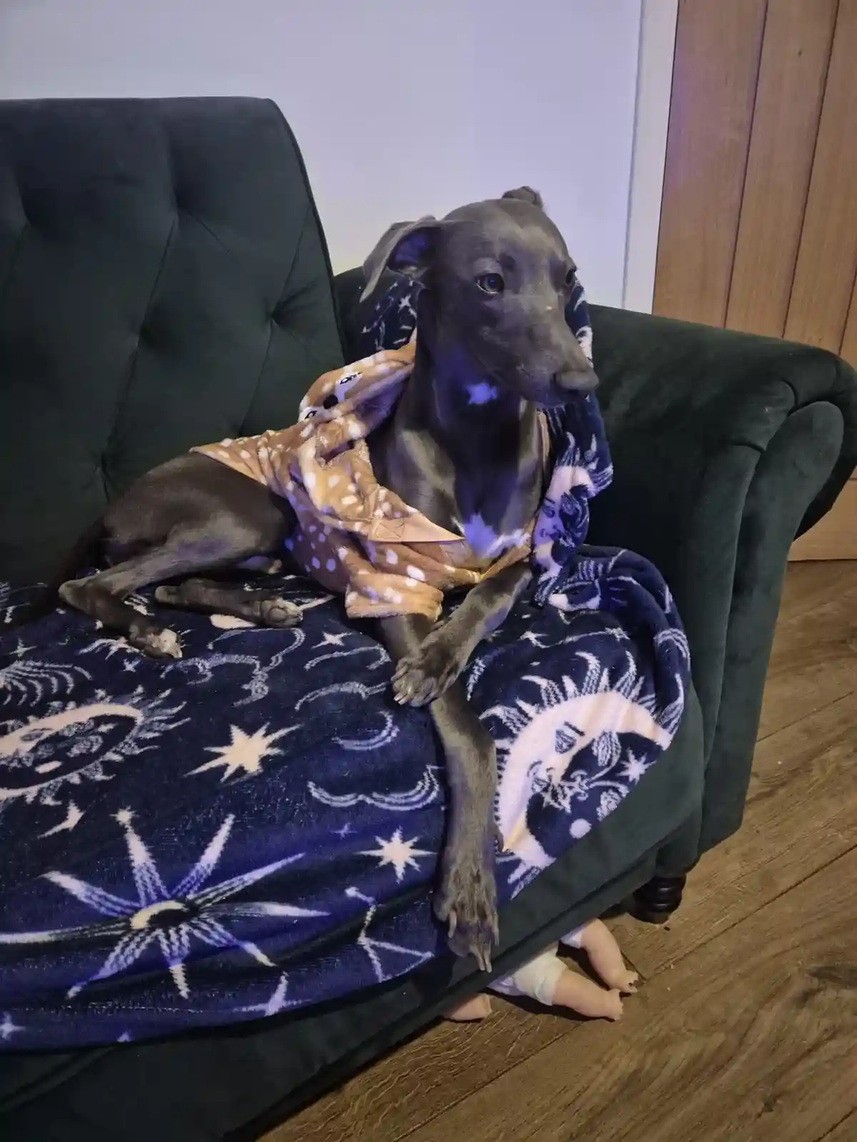 A dark grey dog, likely a greyhound, sits regally on a dark green velvet couch draped with a blue blanket featuring white…
