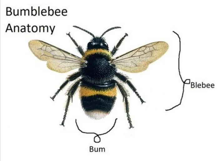 An illustrated bumblebee is labeled 'Bumblebee Anatomy' with humorous anatomical labels: 'Bum' pointing to its rear end and…
