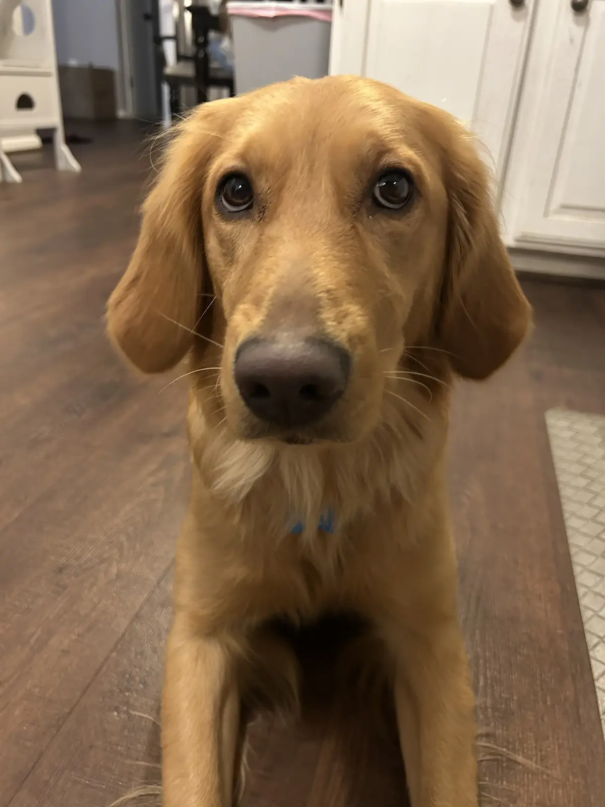 A golden retriever puppy sits on a wooden floor looking directly at the camera with large, pleading eyes. The dog has a…