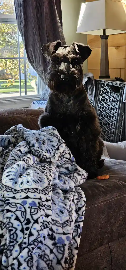 The Joyful Pup: A Happy Dog Moment