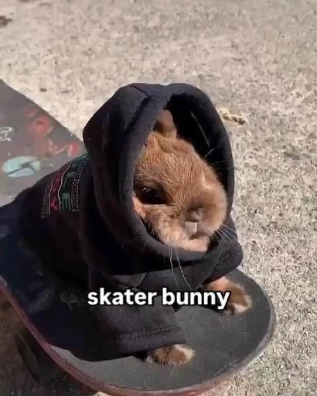 A small brown bunny wearing a black hoodie sits on a skateboard, looking directly at the camera with a calm expression. The…