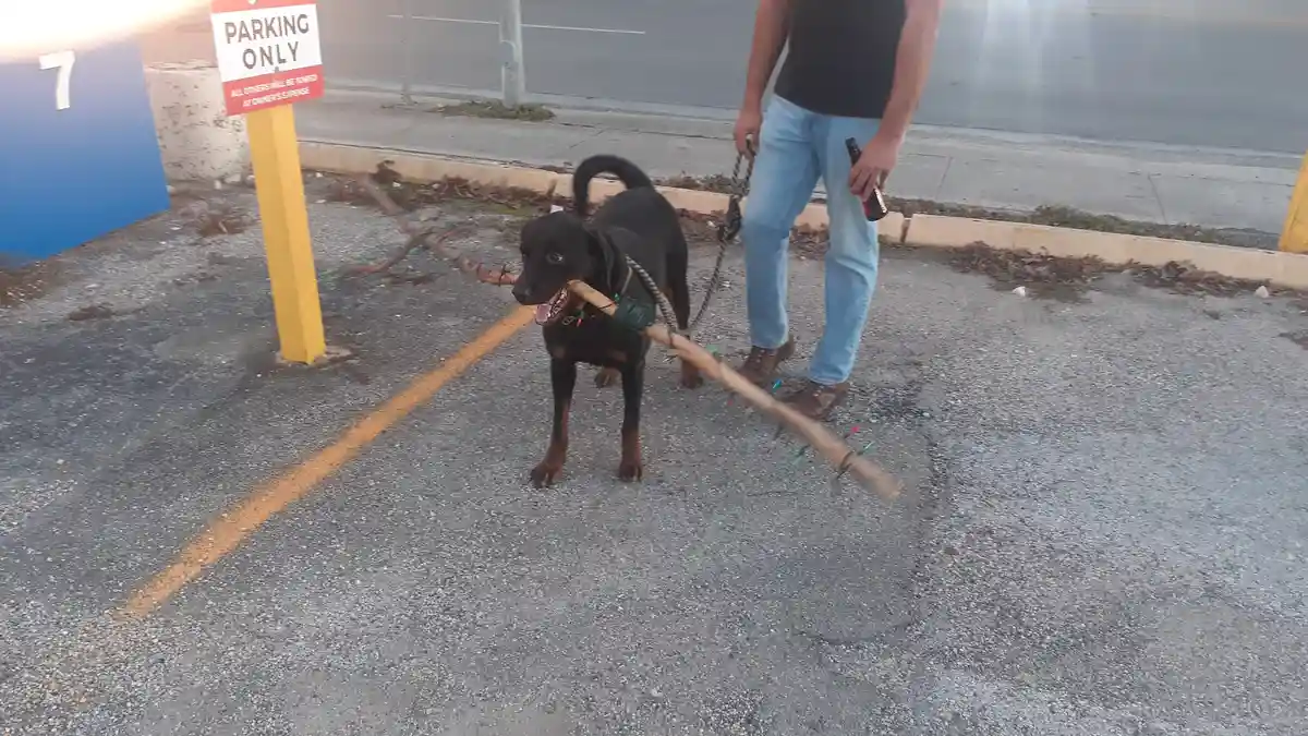 A black dog with brown paws stands in a parking spot marked by a yellow line and a 'PARKING ONLY' sign, holding a long stick…