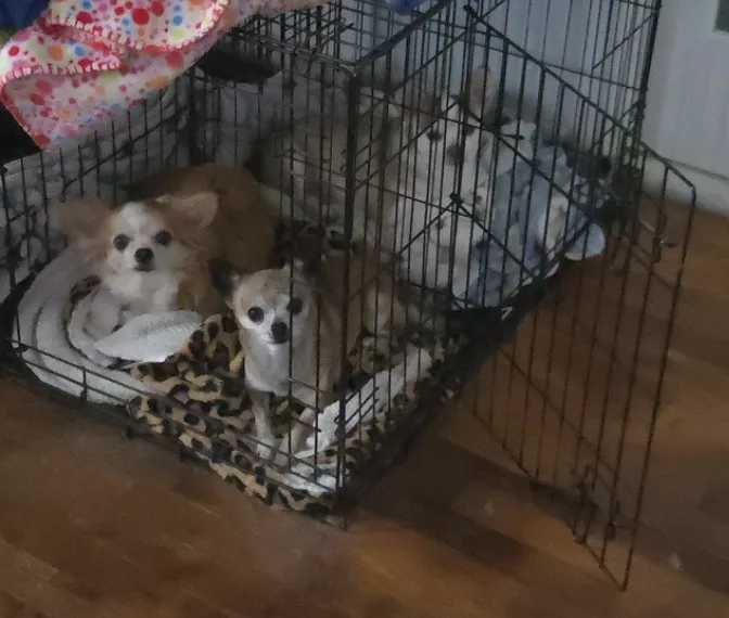 Two small chihuahuas are sitting inside a black wire pet crate on a leopard-print blanket. One chihuahua is lying down while…