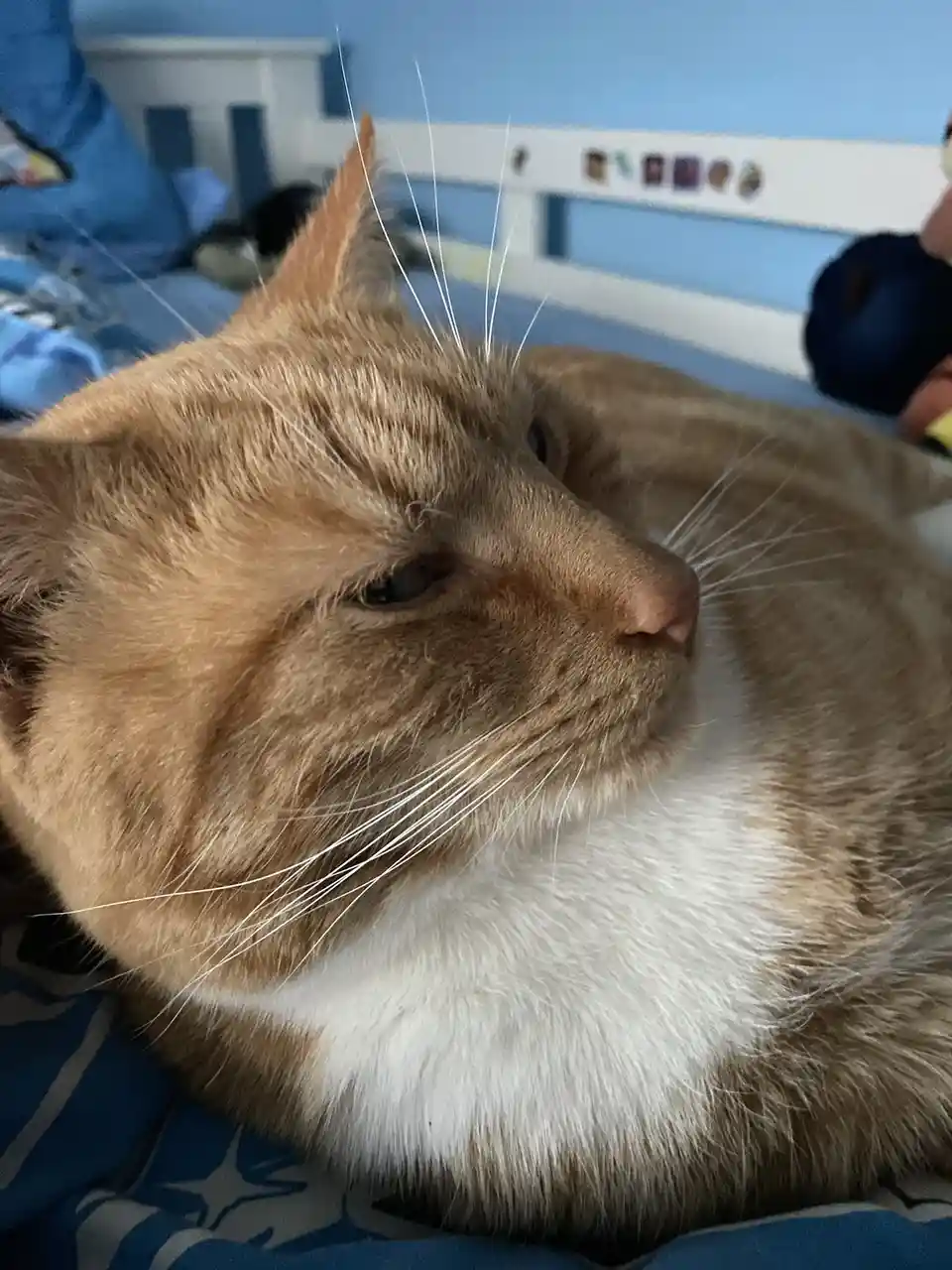 A close-up of a ginger and white cat lying on a blue bedspread, looking slightly sleepy or uninterested. The cat's eyes are…