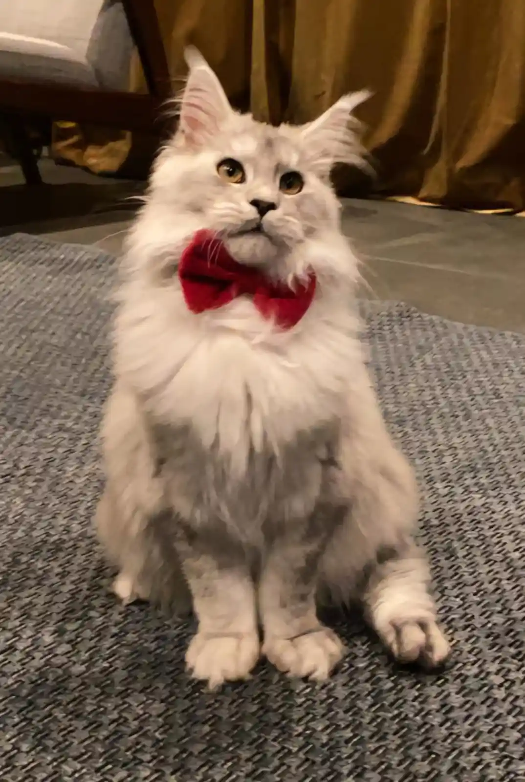 A fluffy white and grey cat with wide, startled eyes sits upright on a textured grey rug, wearing a bright red bowtie around…