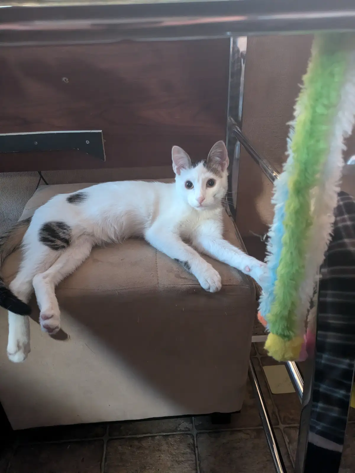 A white cat with black patches lounges on a brown ottoman, looking directly at the camera with one paw extended toward a…