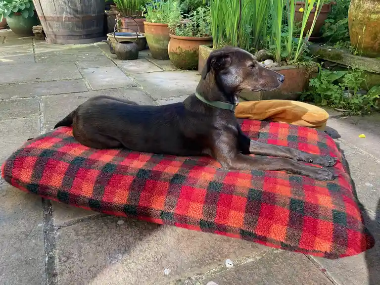 Meet Mabel: The star of the day!