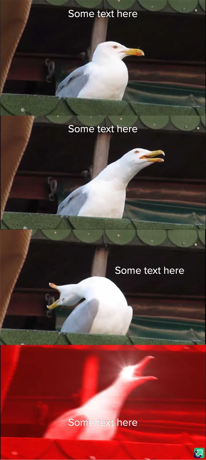 A three-panel meme shows a seagull in escalating states of anger: first looking annoyed, then opening its beak, then…
