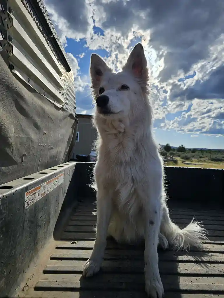 A fluffy white dog sits upright in the bed of a pickup truck, looking directly at the camera with a calm, slightly smug…