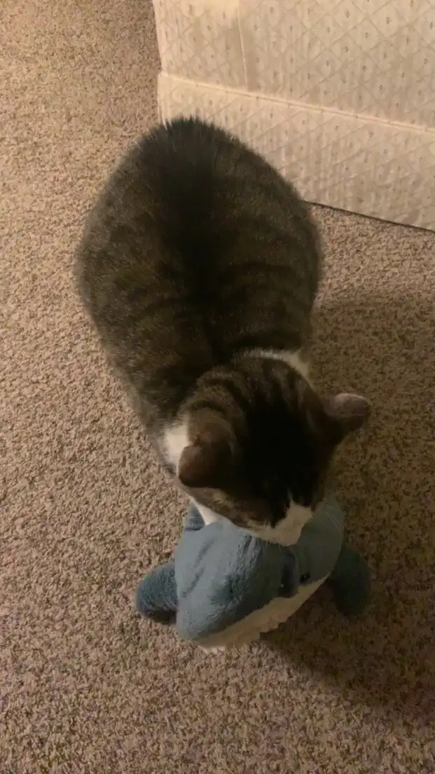 A tabby cat with a white chest is seen from above, leaning over and sniffing or biting a blue plush shark toy on a beige…