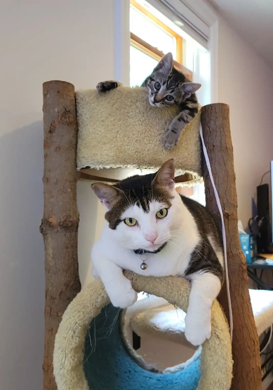 A white and brown cat with green eyes sits on a lower level of a wooden cat tree, looking directly at the camera with a…