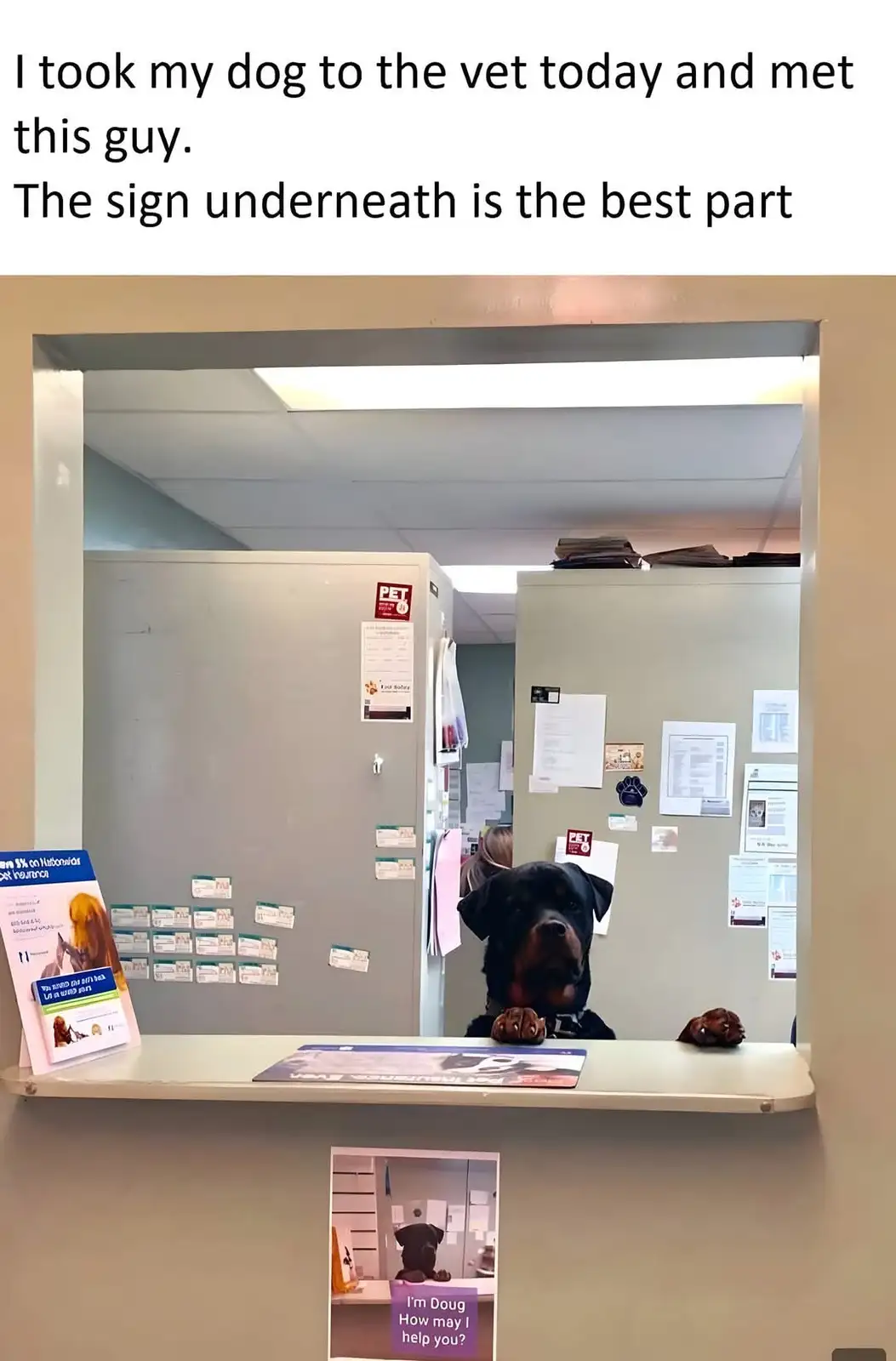 A Rottweiler dog is sitting behind a reception desk in a veterinary clinic, with its paws resting on the counter. A small…