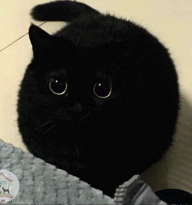 A round, fluffy black cat with large, wide eyes stares directly at the camera, its tail curled up behind its head. The cat…
