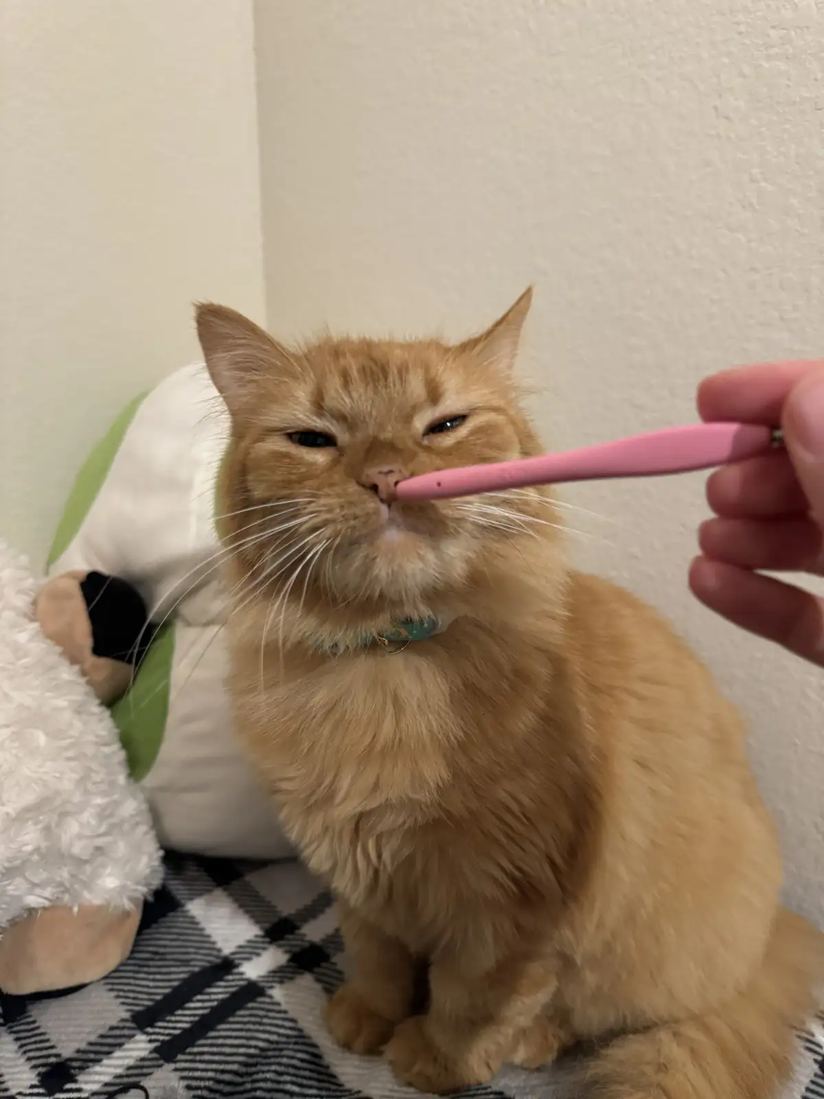 A fluffy orange cat sits on a black-and-white checkered blanket, looking unimpressed as a person holds a pink crochet hook…