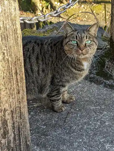A tabby cat with striking green eyes sits on a paved surface, partially obscured by a wooden post and a metal chain hanging…