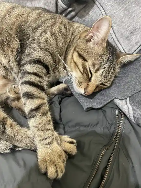 a tabby cat with brown and black stripes is sleeping peacefully on a grey hoodie and dark green jacket, its eyes closed and…