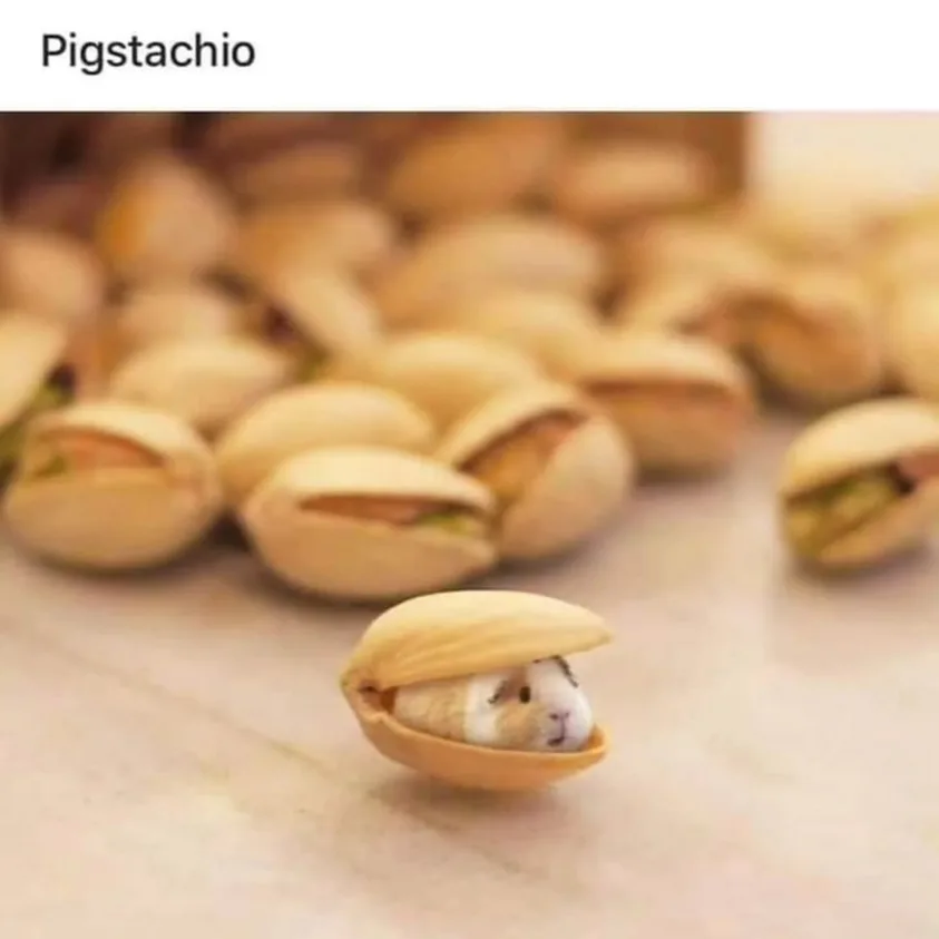Introducing the delightful pigstachio!