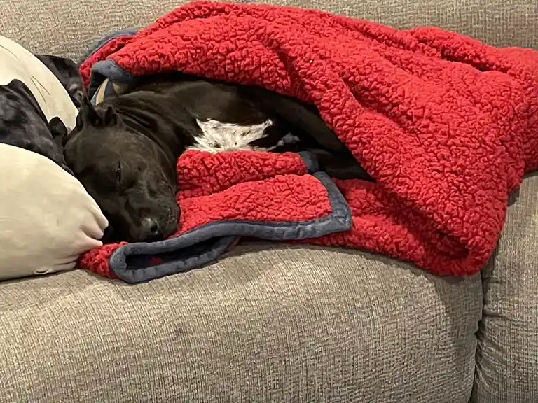 Peggy Caught in a Cozy Snooze