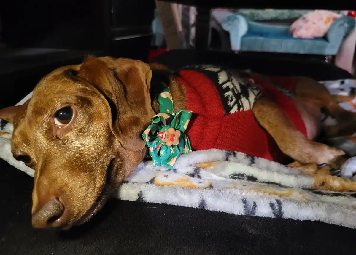 A brown dog wearing a red holiday sweater with a green bow and gingerbread man ornament lies on a fluffy blanket, looking…